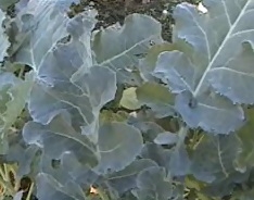 Do You Want To Plant A Garden?